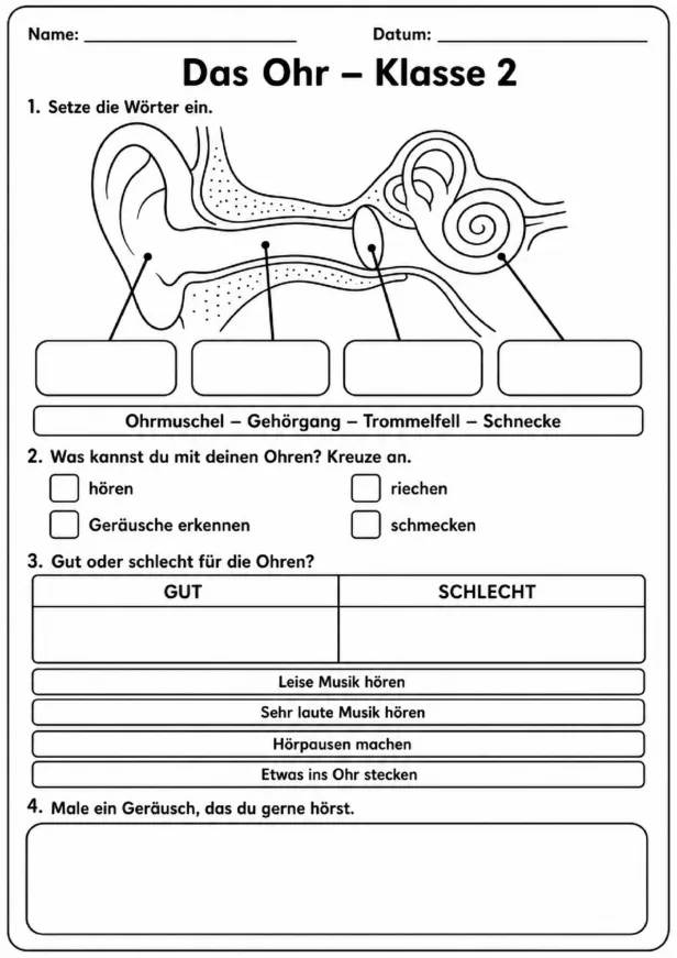 Arbeitsblatt zum Ohr für die 2. Klasse