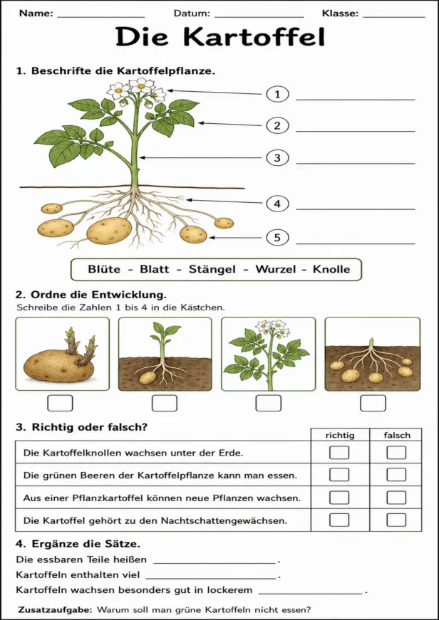 Arbeitsblatt Kartoffel 3. Klasse kostenlos zum Beschriften und zur Entwicklung