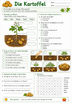 Arbeitsblatt Kartoffel PDF Kostenlos – Spielerisch Lernen