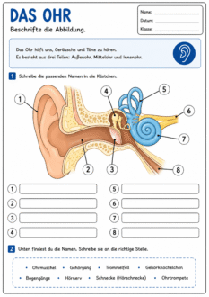 Arbeitsblatt Ohr Beschriften PDF