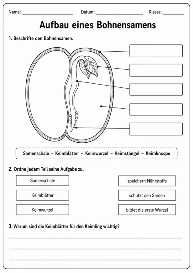 Arbeitsblatt zum Aufbau eines Bohnensamens und zum Beschriften der Samenbestandteile