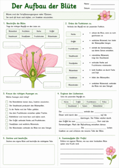 Aufbau Der Blüte Arbeitsblatt – Blütenpflanzen Einfach Verstehen