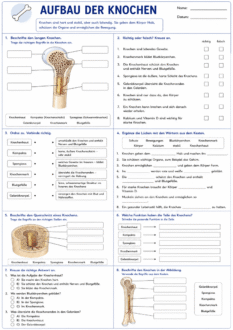 Aufbau der Knochen: Arbeitsblätter und Übung als PDF