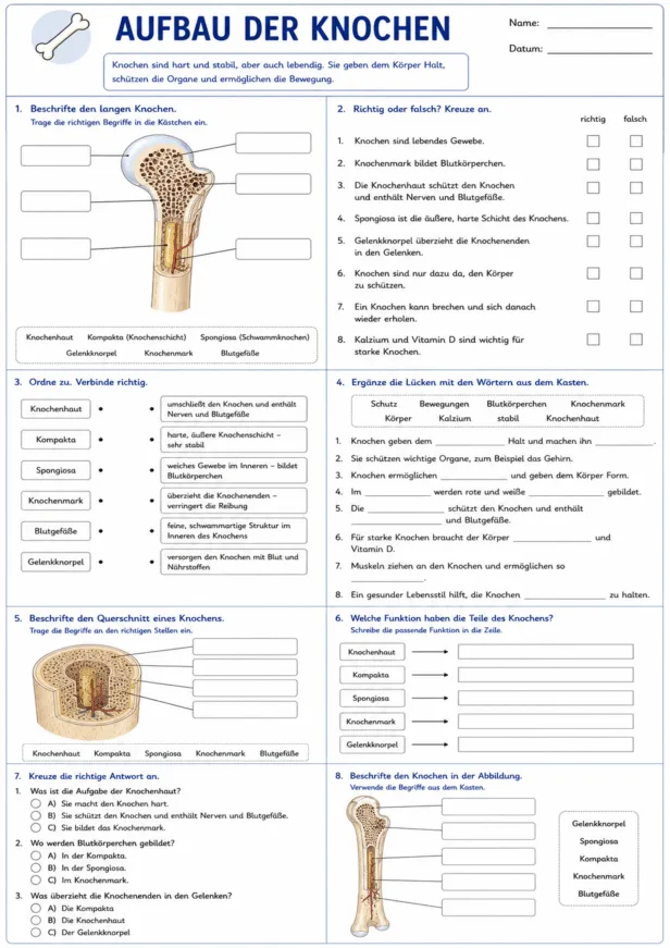 Aufbau der Knochen Arbeitsblatt zum Beschriften