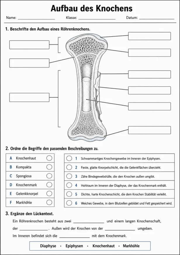 Aufbau des Knochens Arbeitsblatt zum Beschriften und Erklären