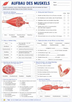 Aufbau des Muskels – Arbeitsblatt und Unterrichtsmaterial
