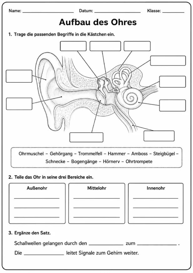Arbeitsblatt zum Aufbau des Ohres mit beschrifteter Darstellung
