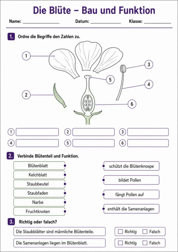 Aufbau einer Blüte Arbeitsblatt PDF mit Aufgaben zu Bau und Funktion der Blüte