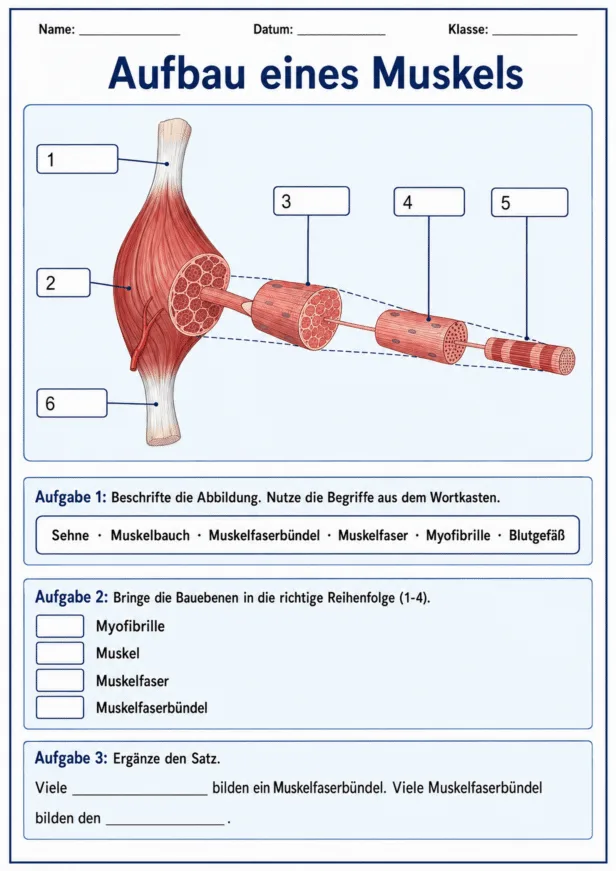 Aufbau eines Muskels Arbeitsblatt mit Muskelfaserbündel und Myofibrille