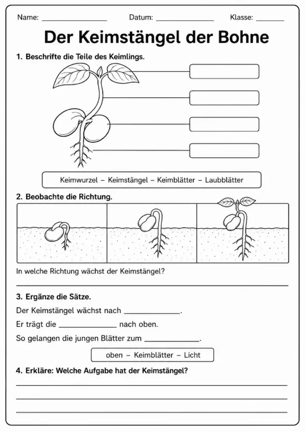 Keimstängel der Bohne Arbeitsblatt zu Aufbau, Wachstum und Funktion