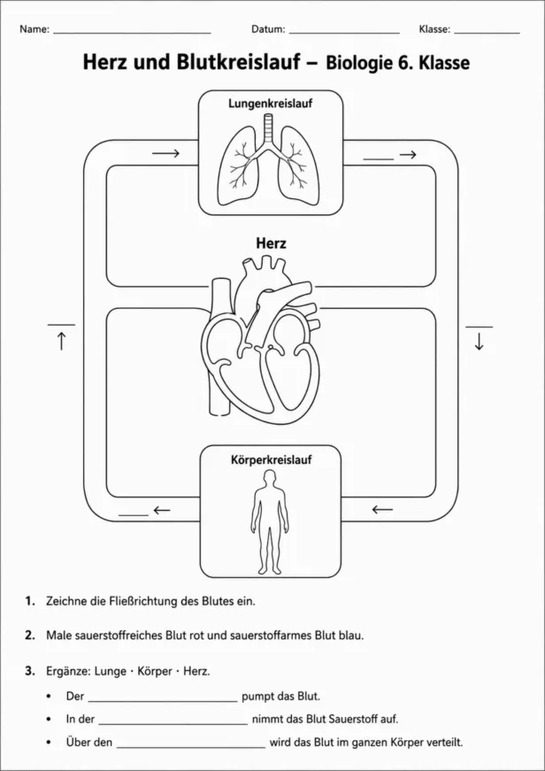Biologie-Arbeitsblatt zum Herz-Blutkreislauf für die 6. Klasse