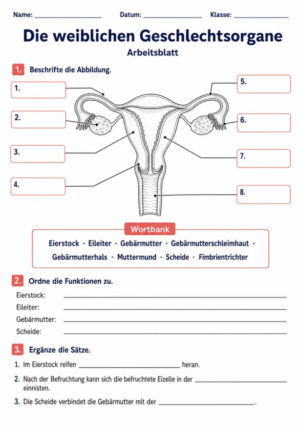 Die weiblichen Geschlechtsorgane Arbeitsblatt mit Beschriftung der inneren Organe