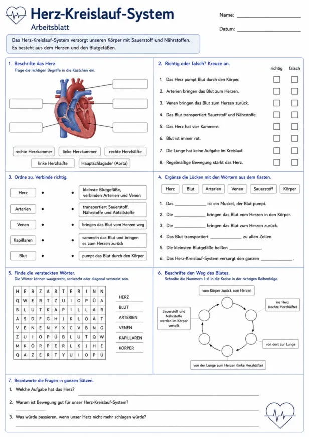 Herz-Kreislauf-System Arbeitsblatt PDF mit Herz und Blutkreislauf