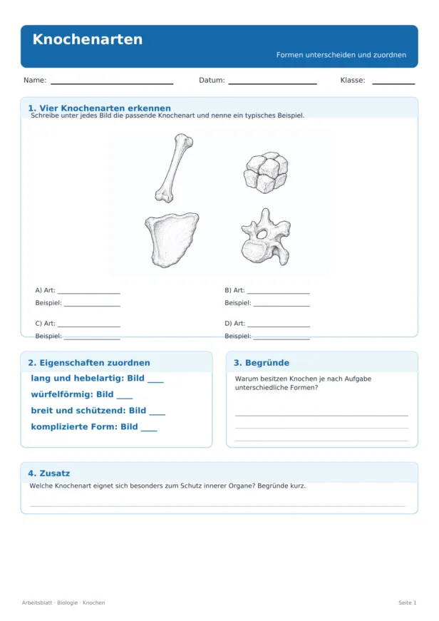 Knochenarten Arbeitsblatt zum Erkennen und Zuordnen