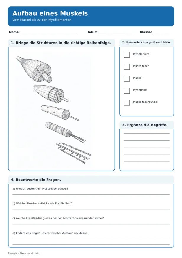 Aufbau Muskel Arbeitsblatt mit Muskelfaser und Myofilamenten