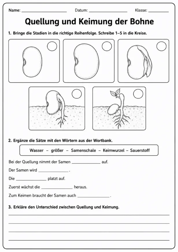 Quellung und Keimung der Bohne Arbeitsblatt mit Reihenfolge und Lückentext