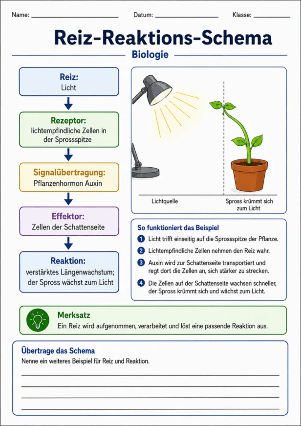 Reiz-Reaktions-Schema Beispiel zur Reaktion einer Pflanze auf Licht