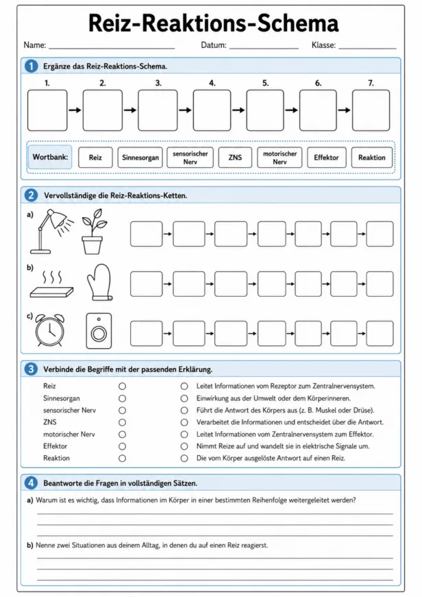 Reiz-Reaktions-Schema Arbeitsblatt mit Übungen