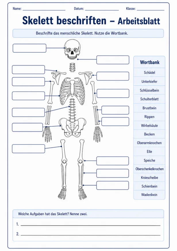 Skelett beschriften Arbeitsblatt PDF mit menschlichem Skelett und leeren Beschriftungsfeldern