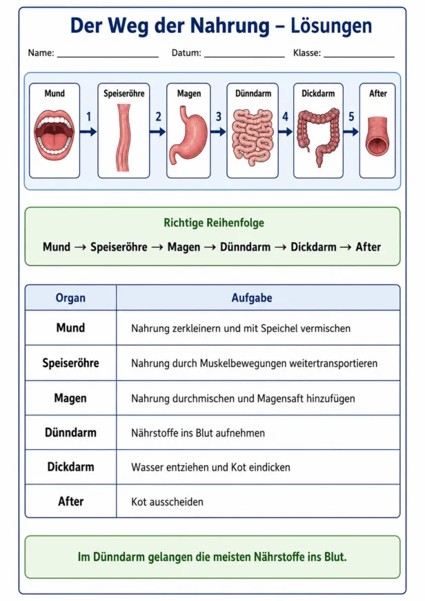 Arbeitsblatt mit Lösungen zur Reihenfolge und Funktion der Verdauungsorgane