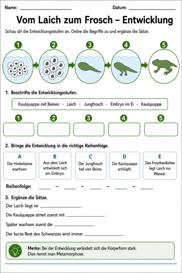 Vom Laich zum Frosch Arbeitsblatt mit Lösungen zu den Entwicklungsstufen und zur Metamorphose
