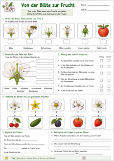 Von der Blüte zur Frucht – Arbeitsblatt mit Lösungen