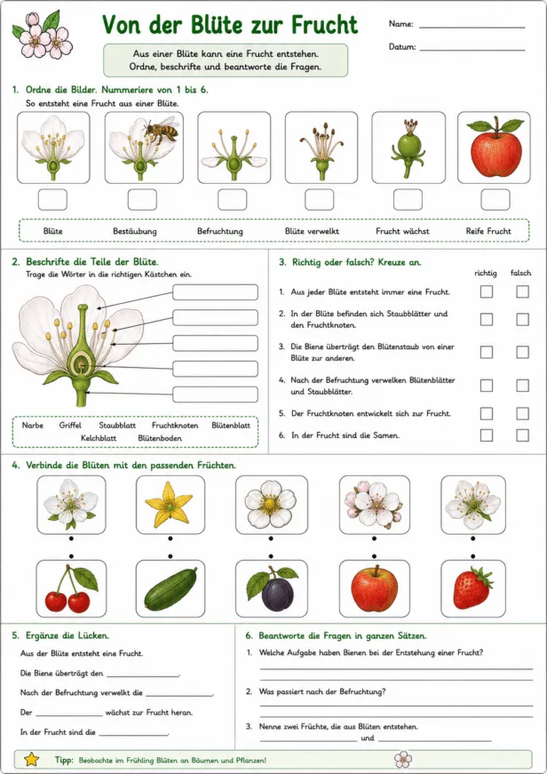 Von der Blüte zur Frucht Arbeitsblatt mit Lösungen zur Bestäubung und Befruchtung